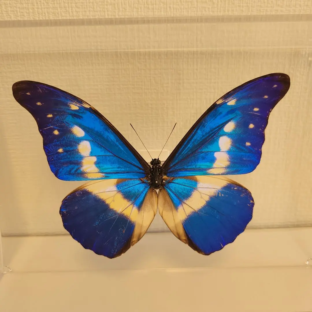 2026年最新】ヘレナモルフォ 標本の人気アイテム - メルカリ