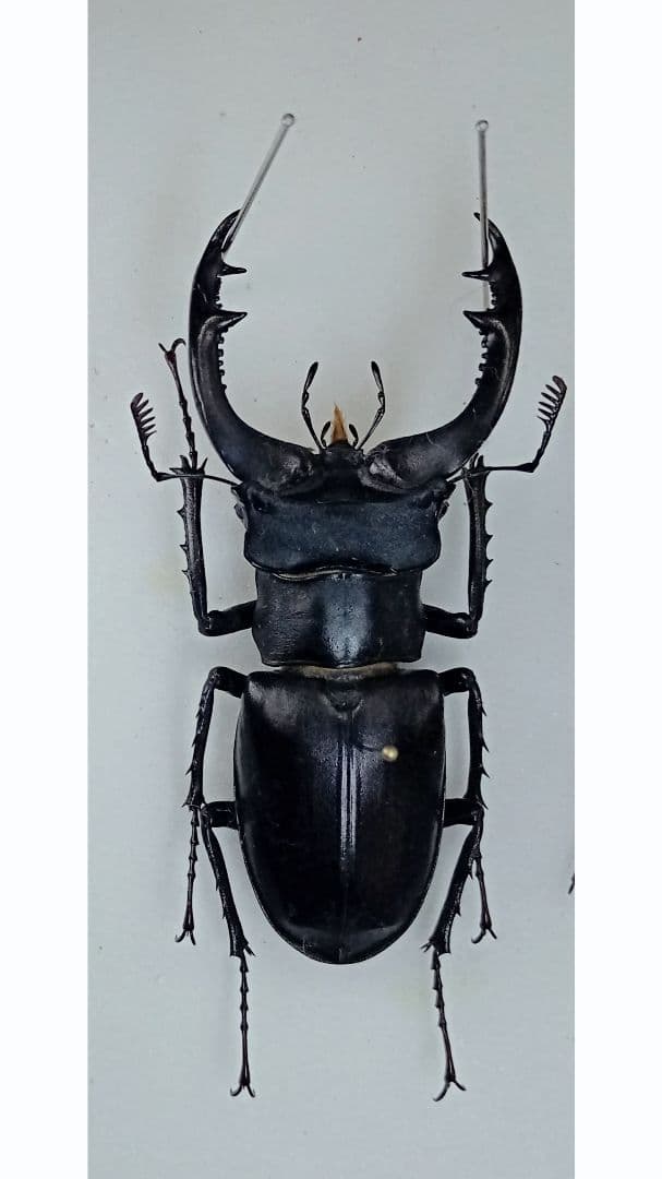 ナカジ様専用購入クワガタ野外標本3種セット インドネシア便 NIAS島の