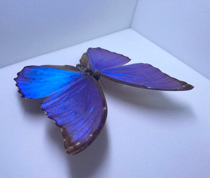 ディディウスモルフォ 標本 モルフォ蝶 標本 蝶の標本コレクション