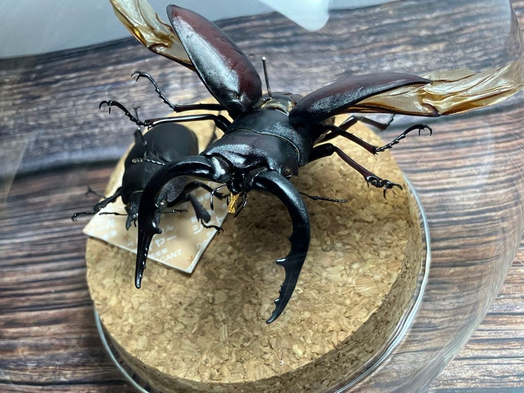 Glass Beetle｜ノコギリクワガタ飛翔＆固定標本 ペアGB-009】