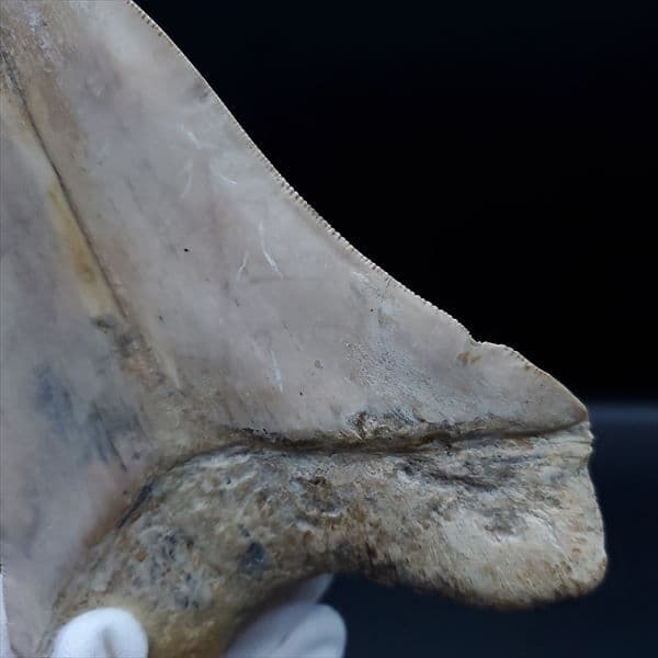 極上 メガロドン 歯 化石 本物 インドネシア産 144.31mm mg1