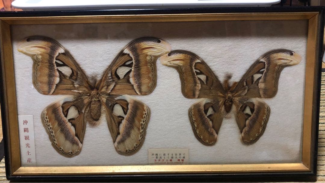 ヨナグニサン 昆虫 標本 ヨナグニサン 世界最大蛾 標本 昆虫 蛾 与那国
