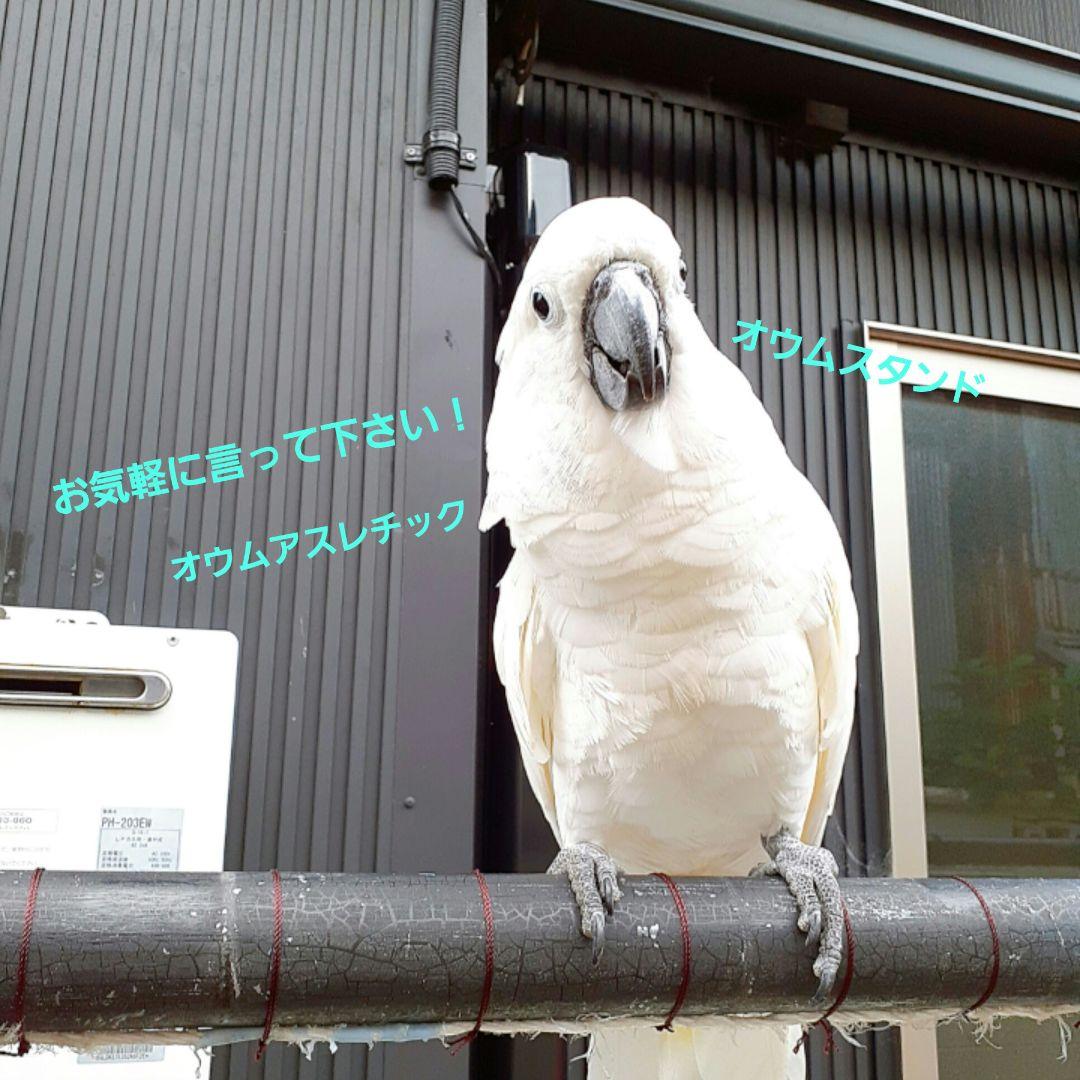 オウムスタンド&インコスタンド&止まり木 オウムスタンド&止まり木他