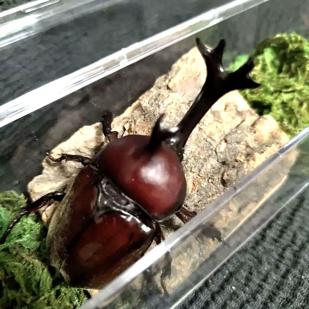 角極太野生標本超特大レッドカブトムシ82mm頭角19.3mm胸角5.7mm