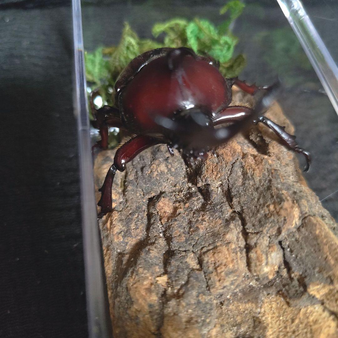 角極太野生標本超特大レッドカブトムシ82mm頭角19.3mm胸角5.7mm
