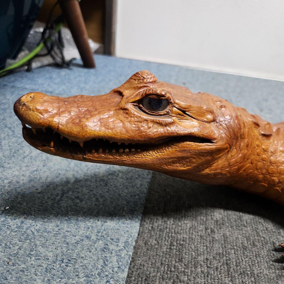 ワニ 剥製？ ブラウン 約1m