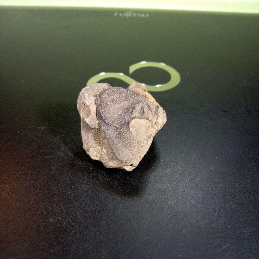 三葉虫化石fossilボリビア産レアFossil識別⑩2個セット 三葉虫 化石