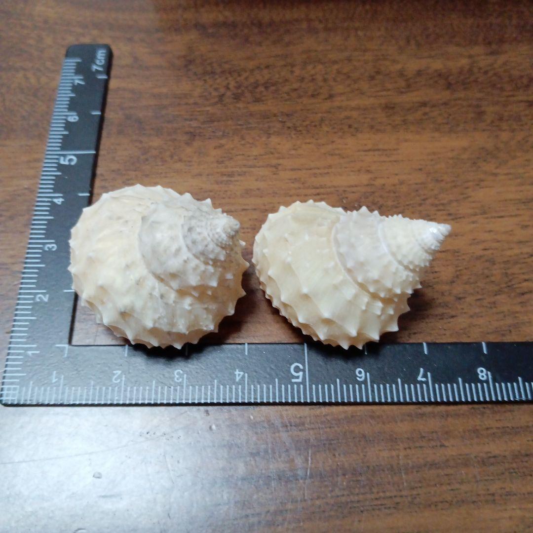 貝殻標本 イガギンエビス ⑤