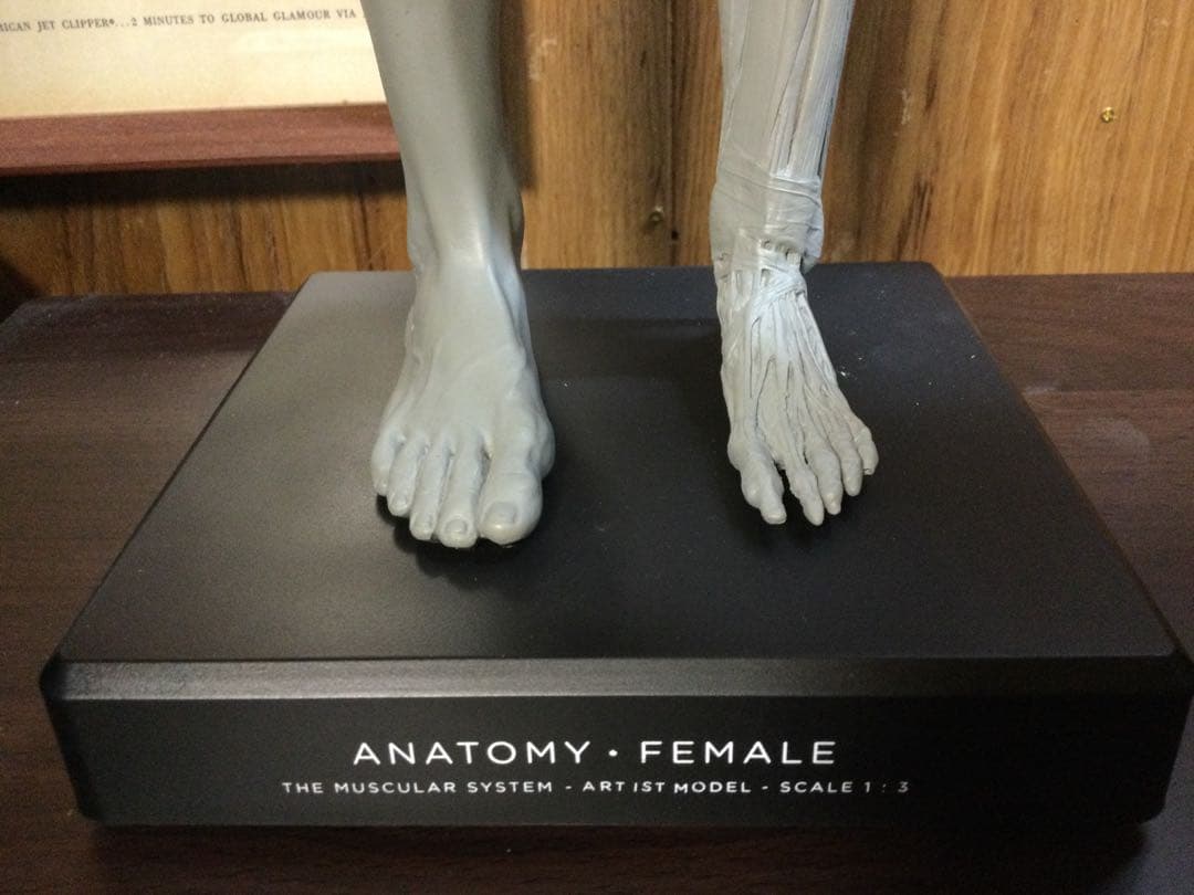 AnatomyTools アナトミーフィギュア　女性　1/3