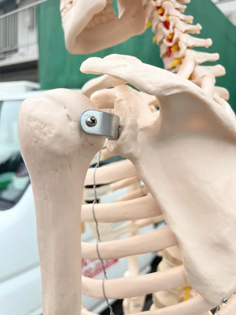 札幌市引取限定。等身大 骨格標本 骸骨模型 180cm 人体模型