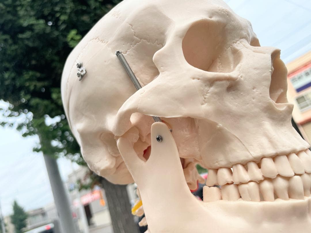 札幌市引取限定。等身大 骨格標本 骸骨模型 180cm 人体模型