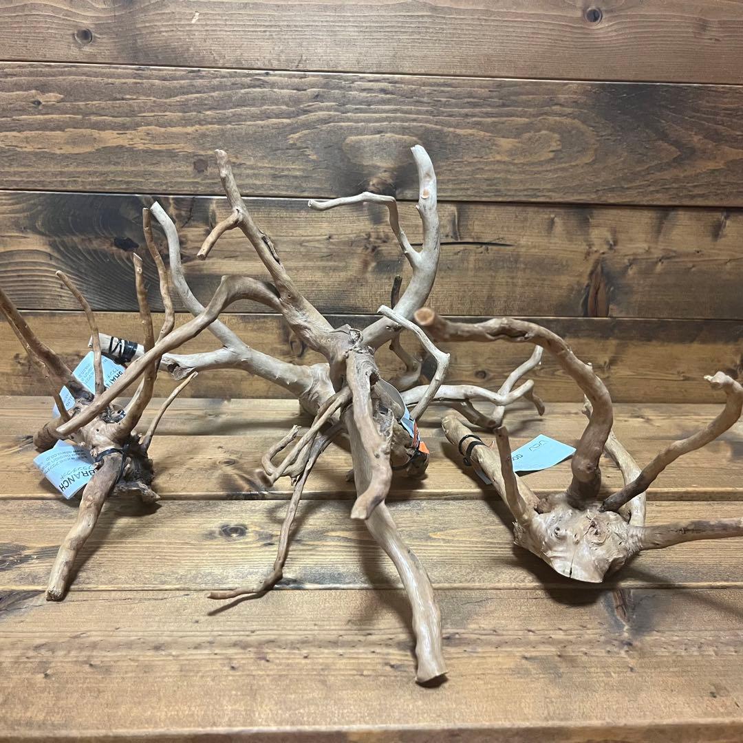 厳選流木】 ADA社 ブランチウッド4本 2025年カレンダーおまけ付き