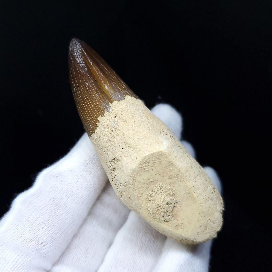 極上 歯根付き モササウルス 化石 歯 本物 70.39mm  mos62