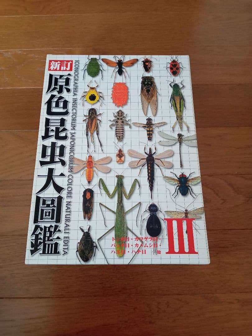 テングアゲハ♀/四川省.峨眉山産【標本】