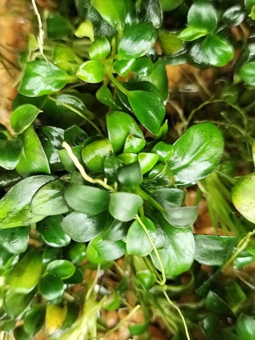 ブセファランドラsp.クダガン アヌビアスナナ アヌビアスナナ