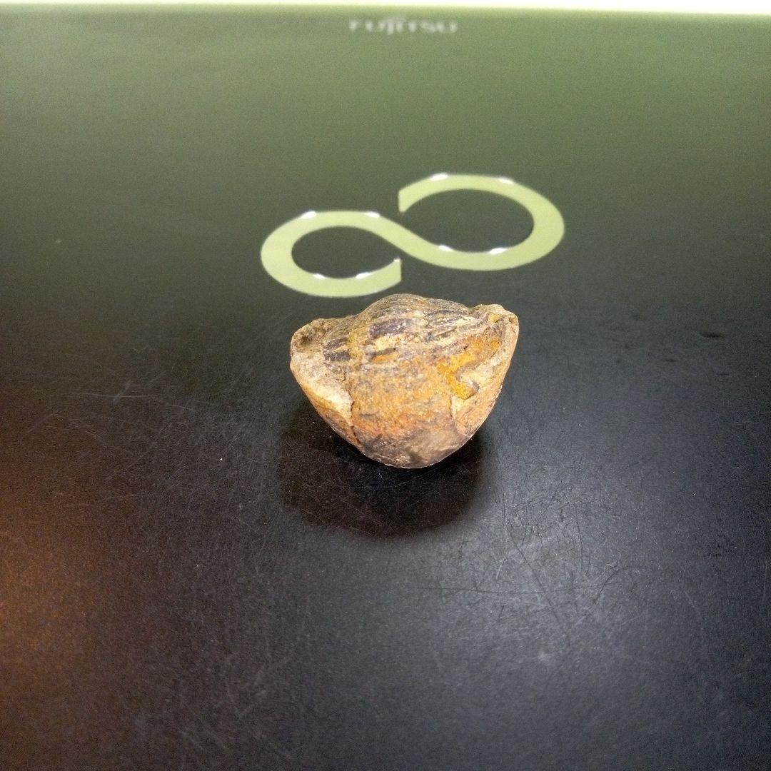 三葉虫 化石 fossil ボリビア産 trilobite 南アメリカ化石郡④