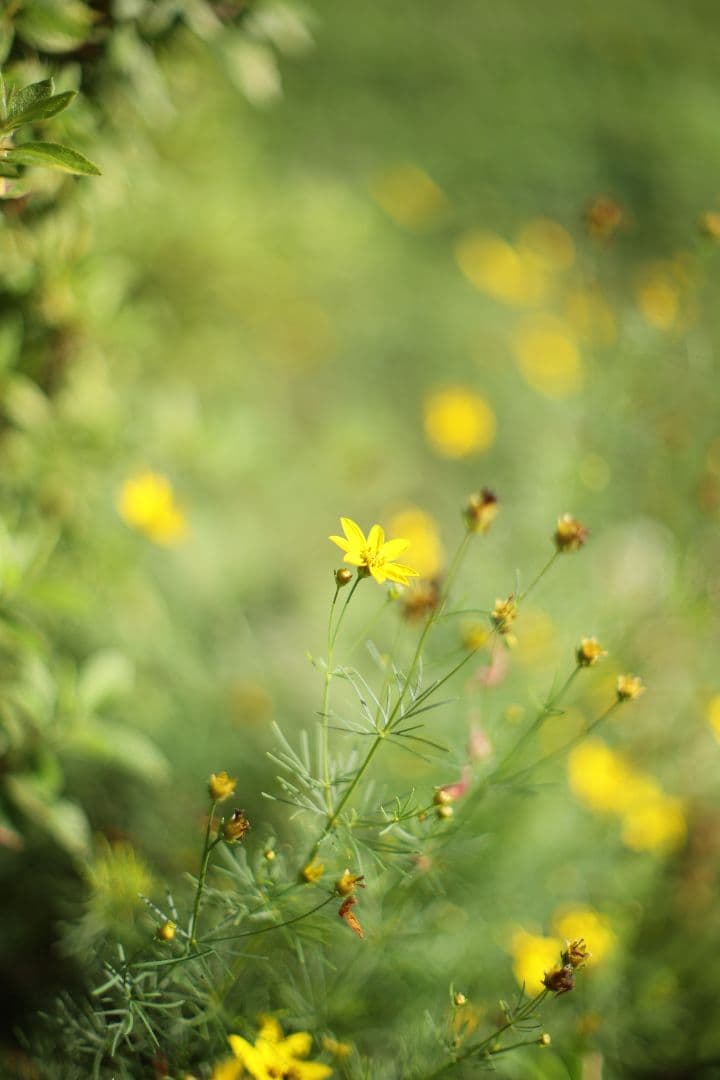 《希少》YASHICA LENS ML 50mm F1.4 後期型 【良品】