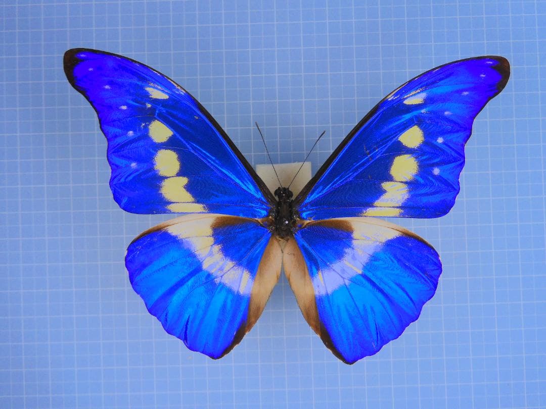 Peru Morpho helena 134mm