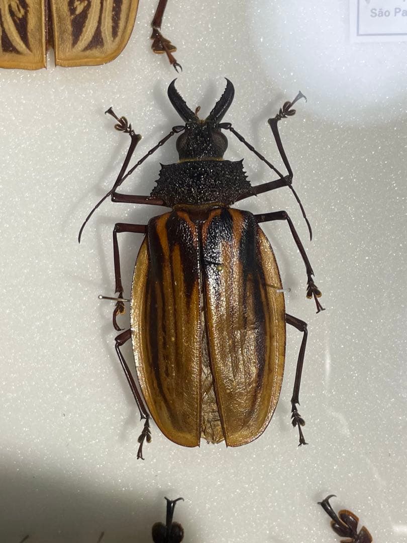 オオキバウスバカミキリ 163mm over Macrodontia cervicornis 大牙薄刃