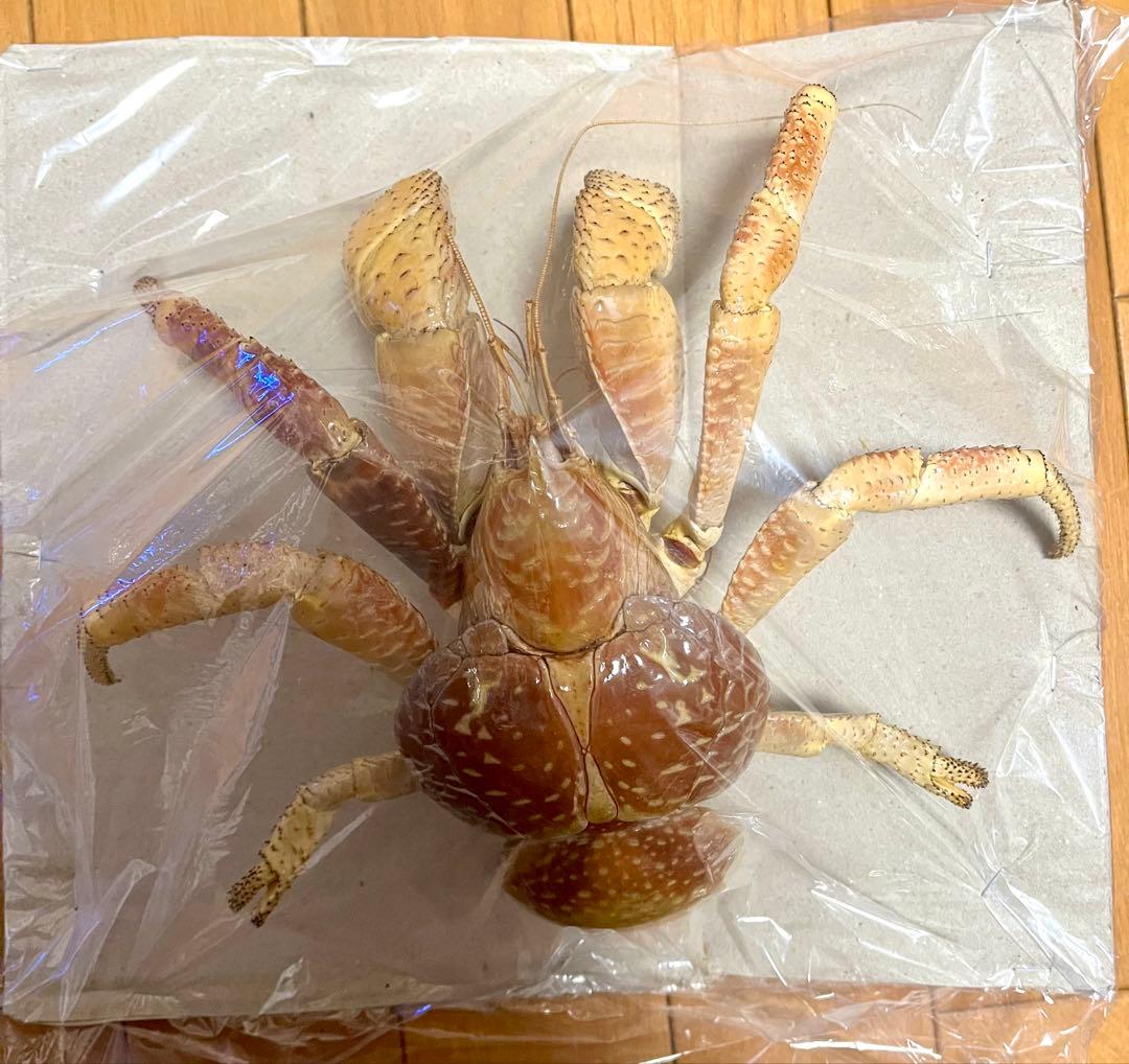 現地土産品】ヤシガニ 剥製 標本 巨大