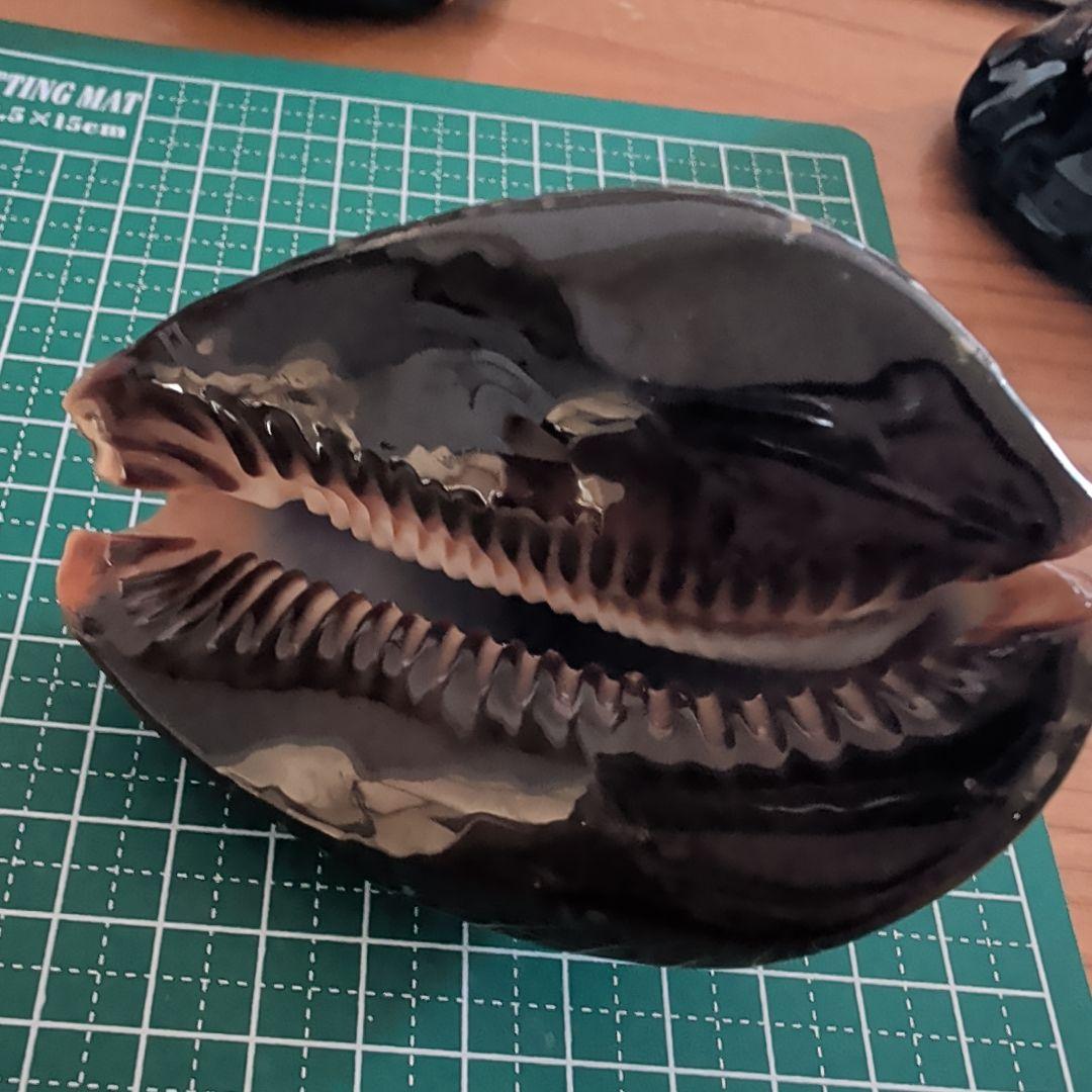 ハチジョウダカラ 7