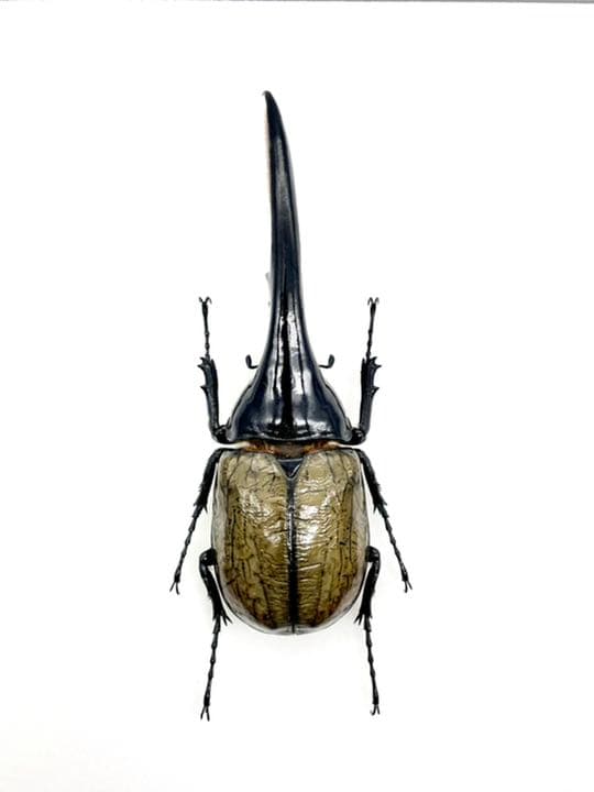 セール ヘラクレスオオカブト 標本 展足済 展足済】ヘラクレス