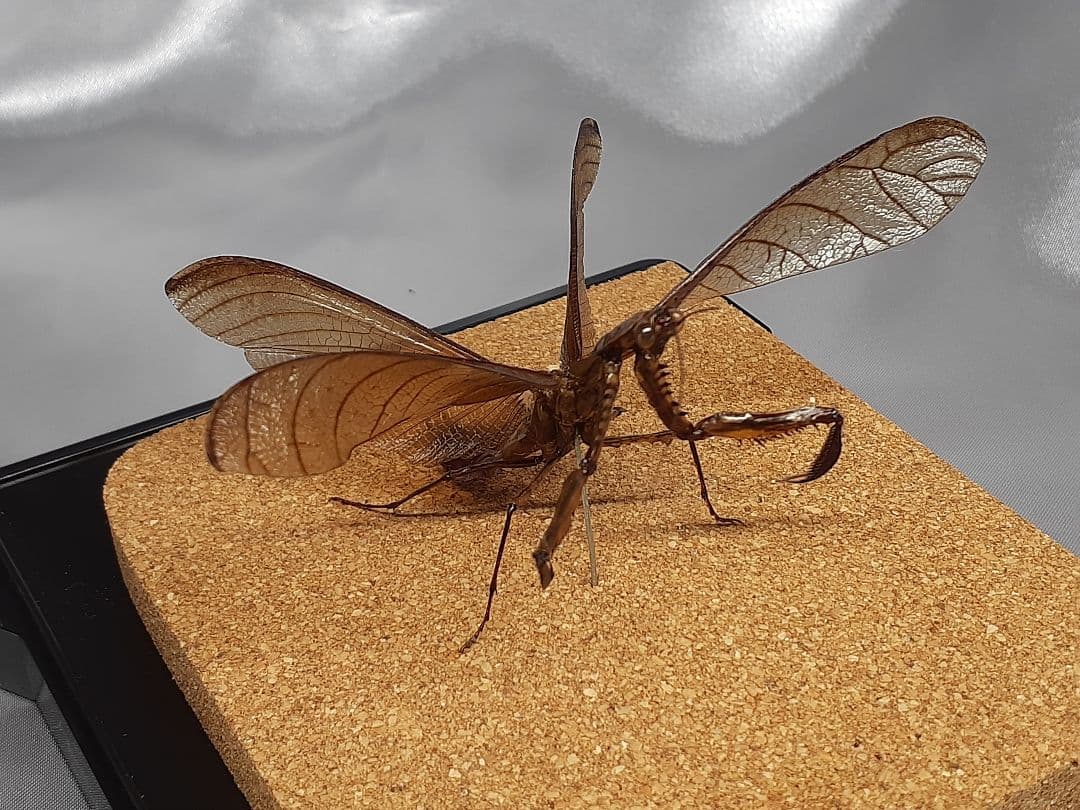 マオウカレハカマキリ雄　立体標本　魔王枯葉