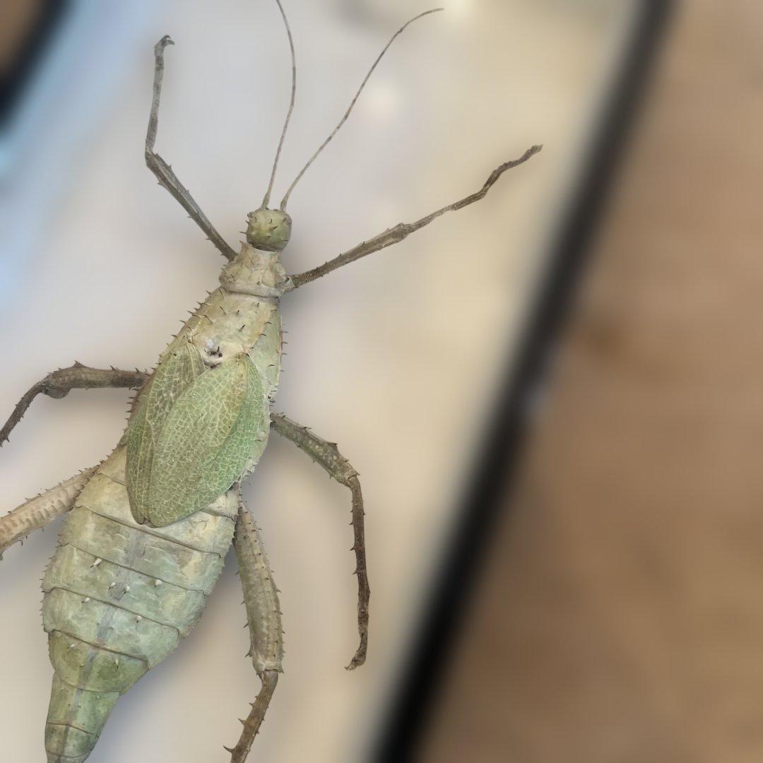 ヴィンテージマレーシアマレーオオナナフシ 標本 昆虫の通販はau PAY