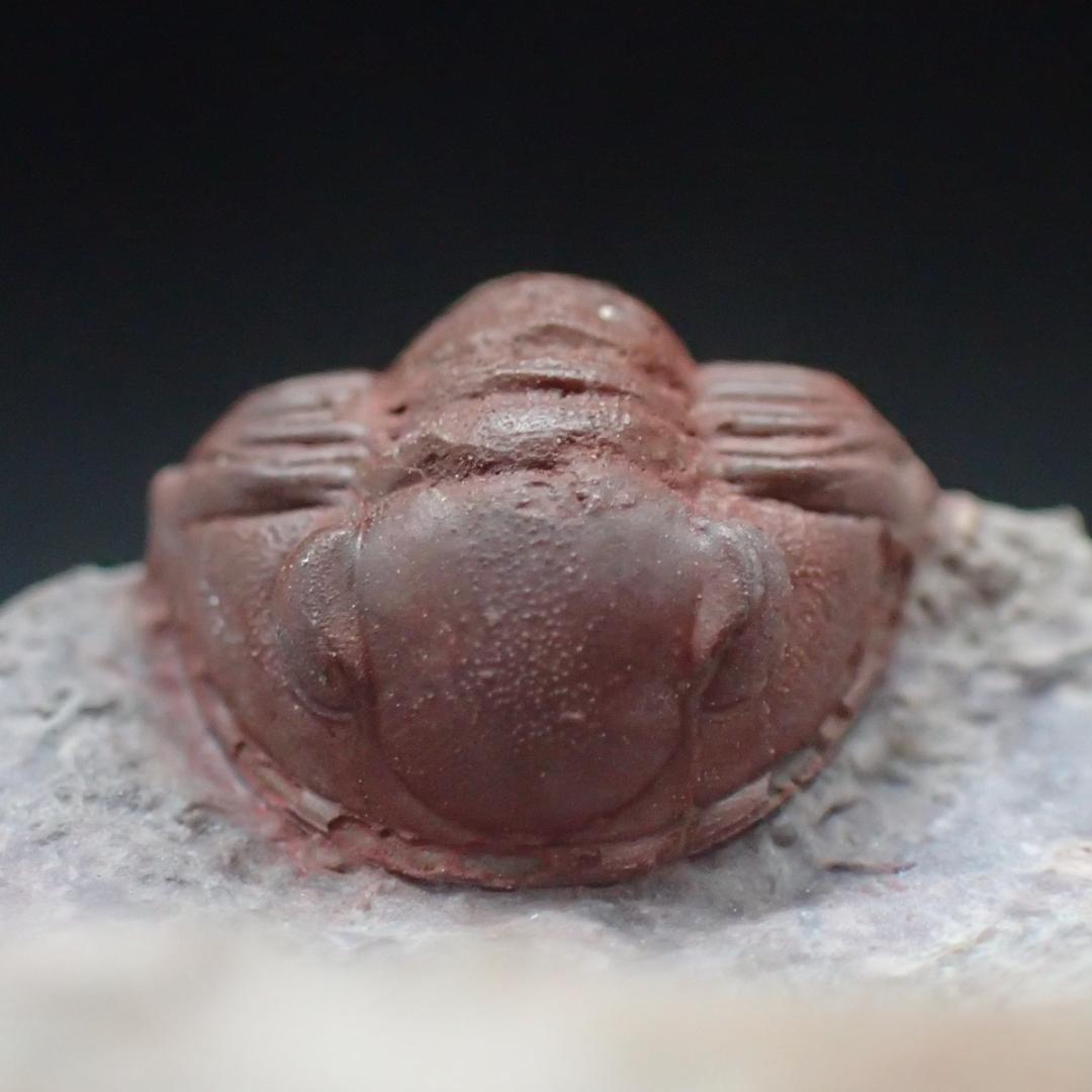 赤い三葉虫の化石 プロエトペルティス モロッコ産 本物保証 虫 の 化石