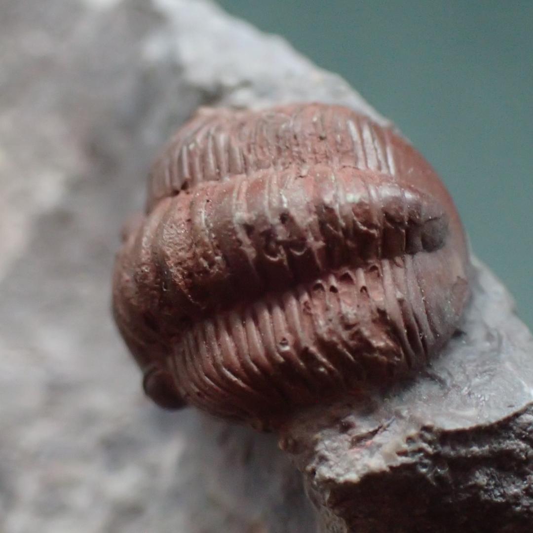 赤い三葉虫の化石 プロエトペルティス モロッコ産 本物保証 虫 の 化石