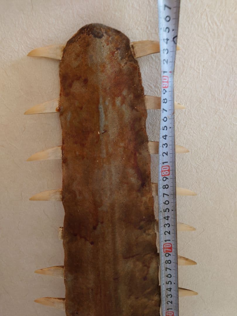 ノコギリザメ標本用 約95cm