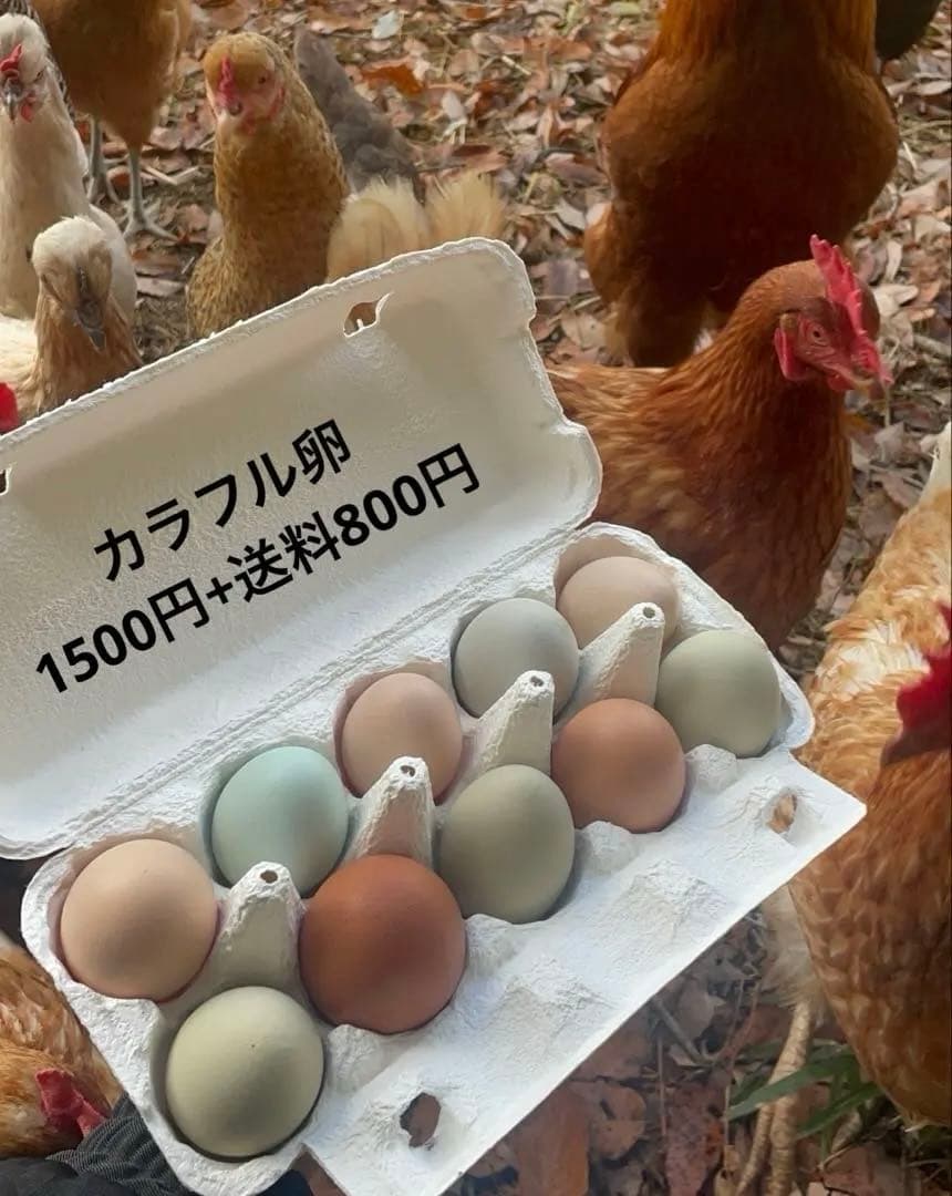 受付用】結び卵 放し飼い有精卵 終生飼育 - メルカリ