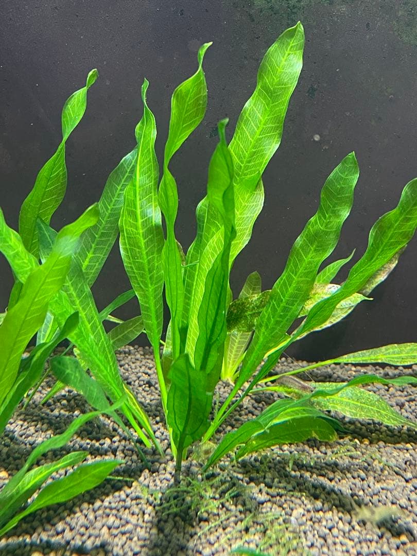 ニコ様専用 E.ホレマニーヴェルデ1株と座標軸1株のセット