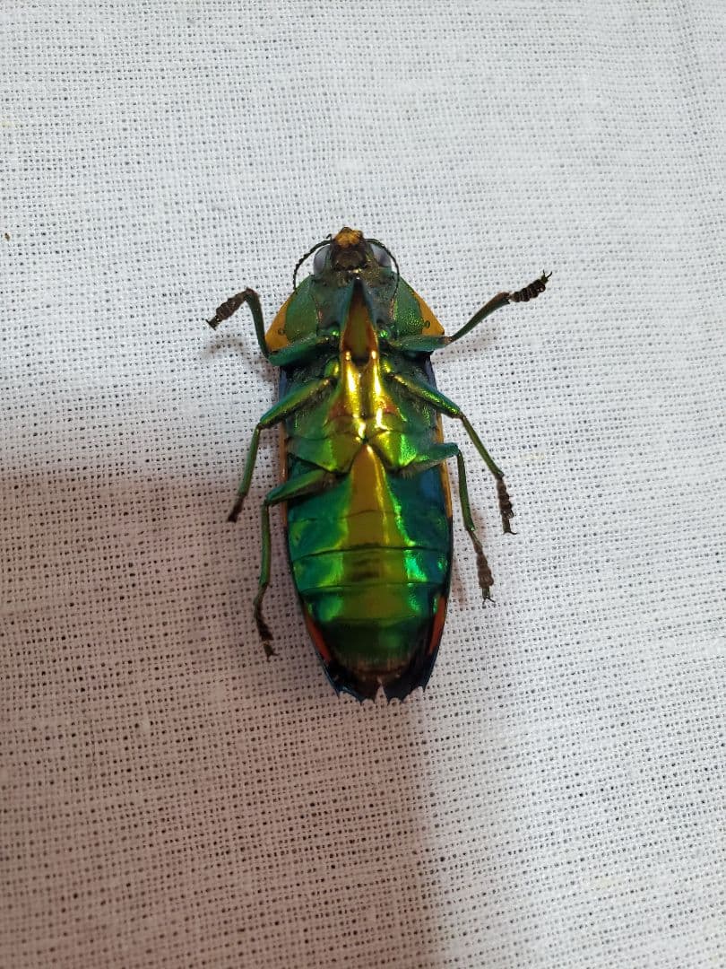 35mm♂】スハンダエオウサマムカシタマムシCalodema suhandae スハンダ