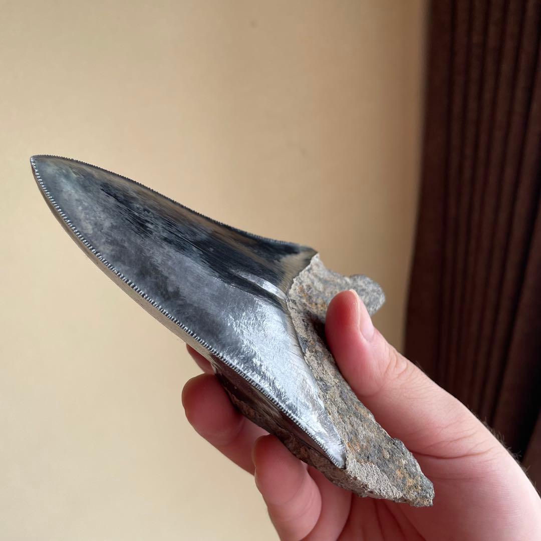 メガロドンの歯 化石 ジェムグレード 超希少カラー パワーストーン