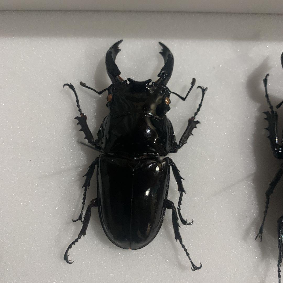 昆虫標本M.レギウス　オオツヤクワガタ雄75㍉野外品 レギウスオオツヤクワガタ 80mm ペア》 | KPW公式オンラインショップ