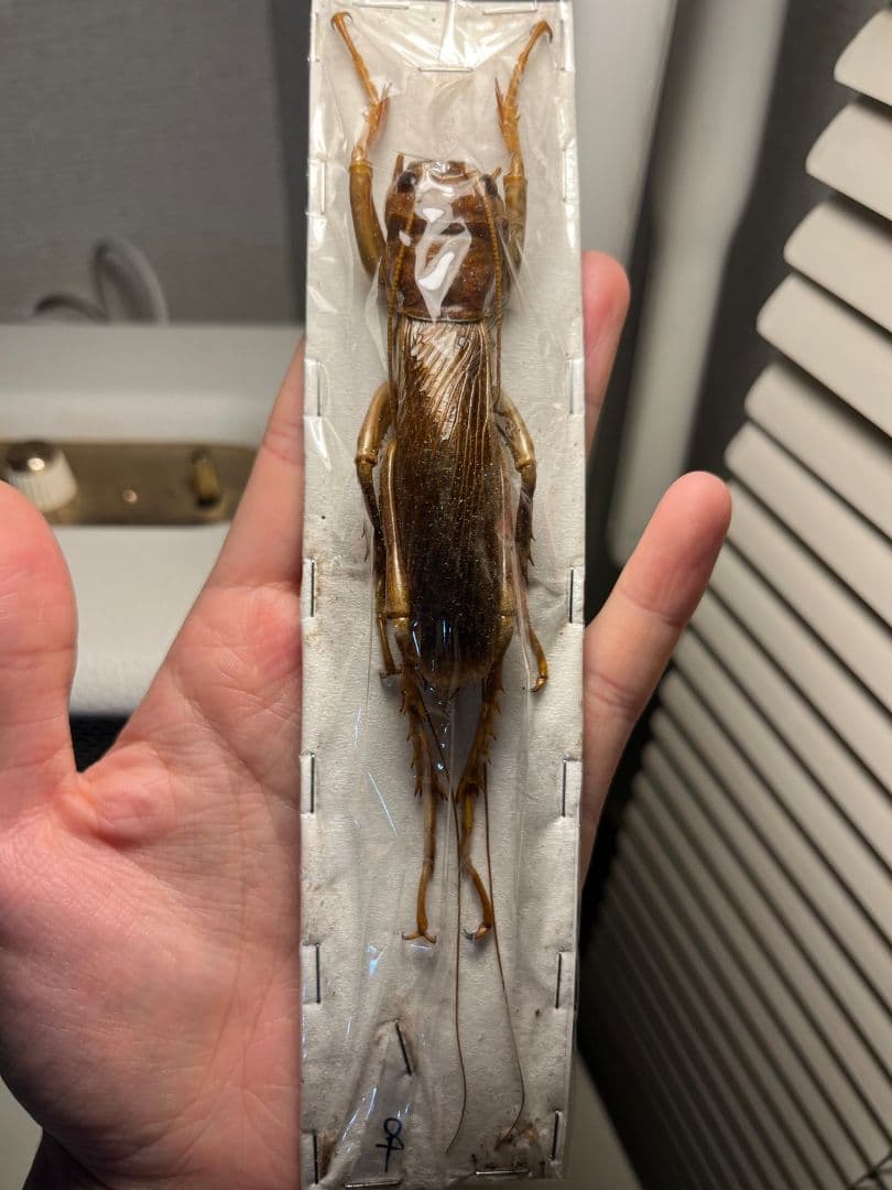 82mm♀】リオック Sia ferox コロギス昆虫標本デュビアタランチュラ