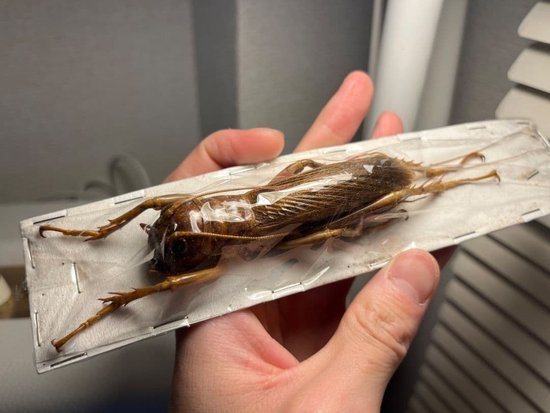 82mm♀】リオック Sia ferox コロギス昆虫標本デュビアタランチュラ