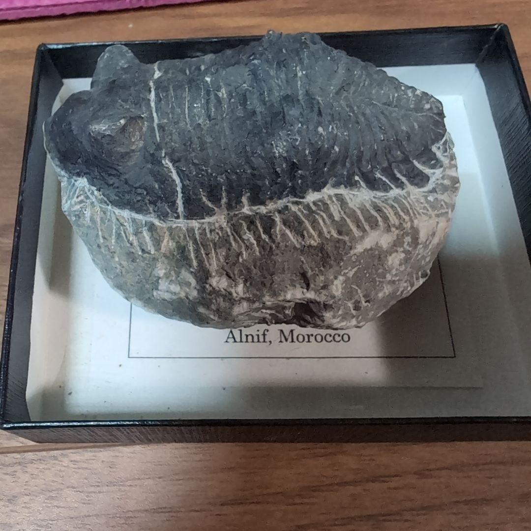 本物 デボン紀中期 三葉虫綱目 メタカンシナSP 化石 モロッコ - メルカリ