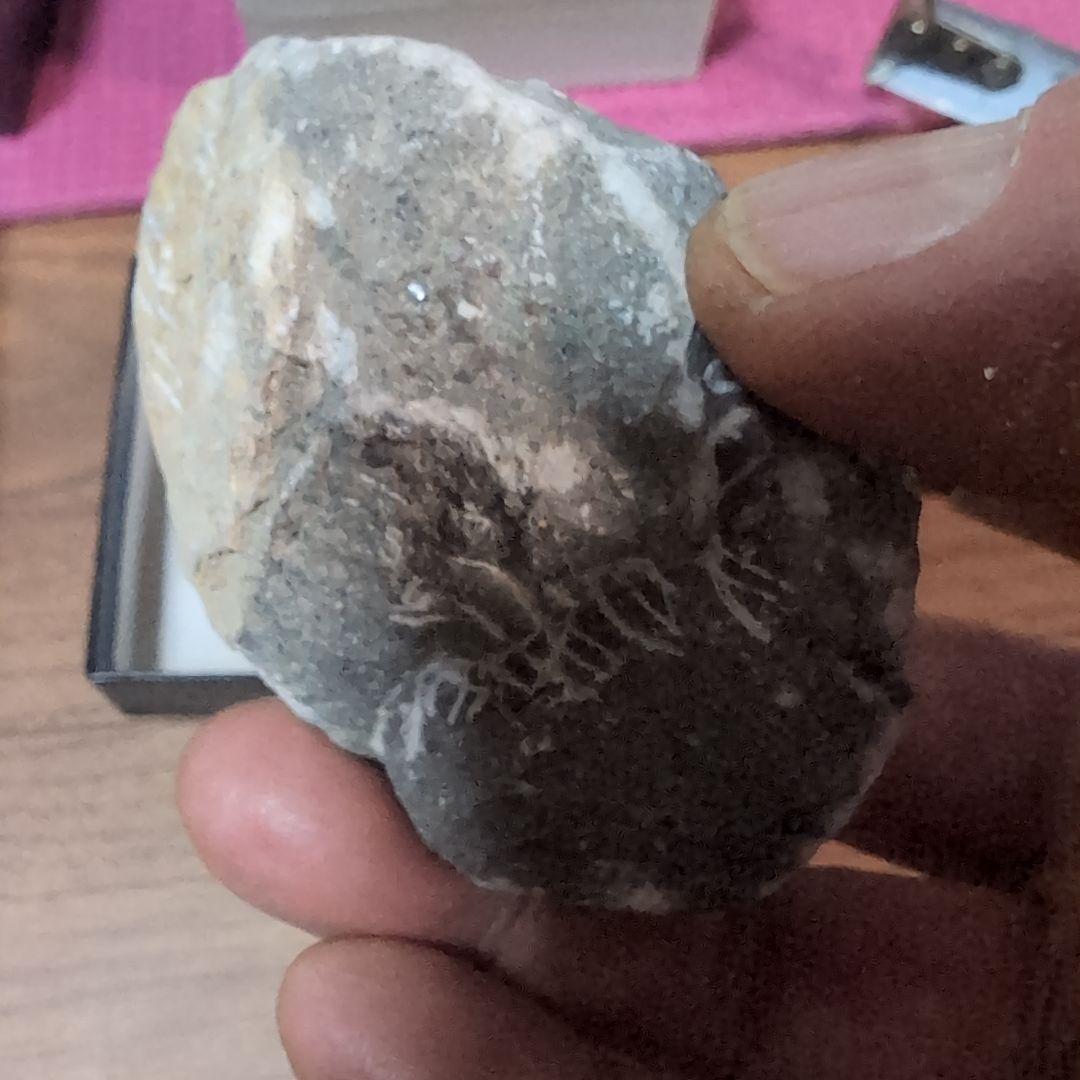 本物 デボン紀中期 三葉虫綱目 メタカンシナSP 化石 モロッコ - メルカリ