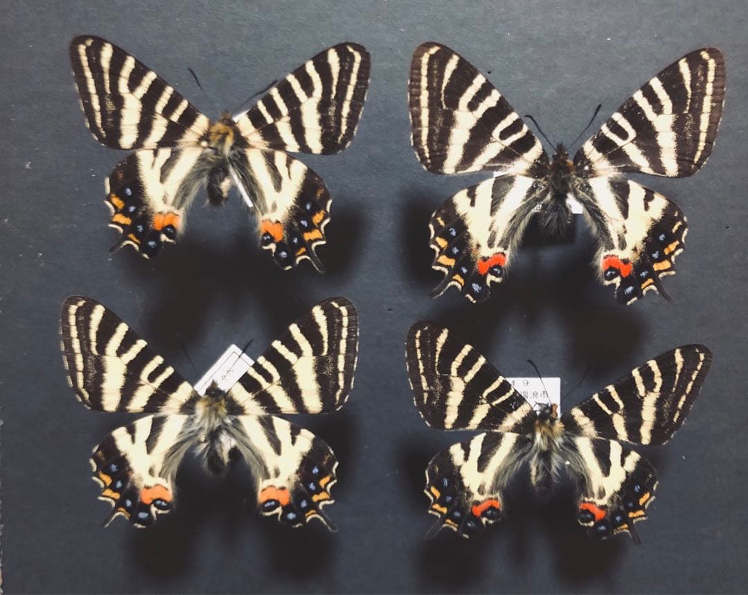 蝶標本 ギフチョウ4頭セット - メルカリ