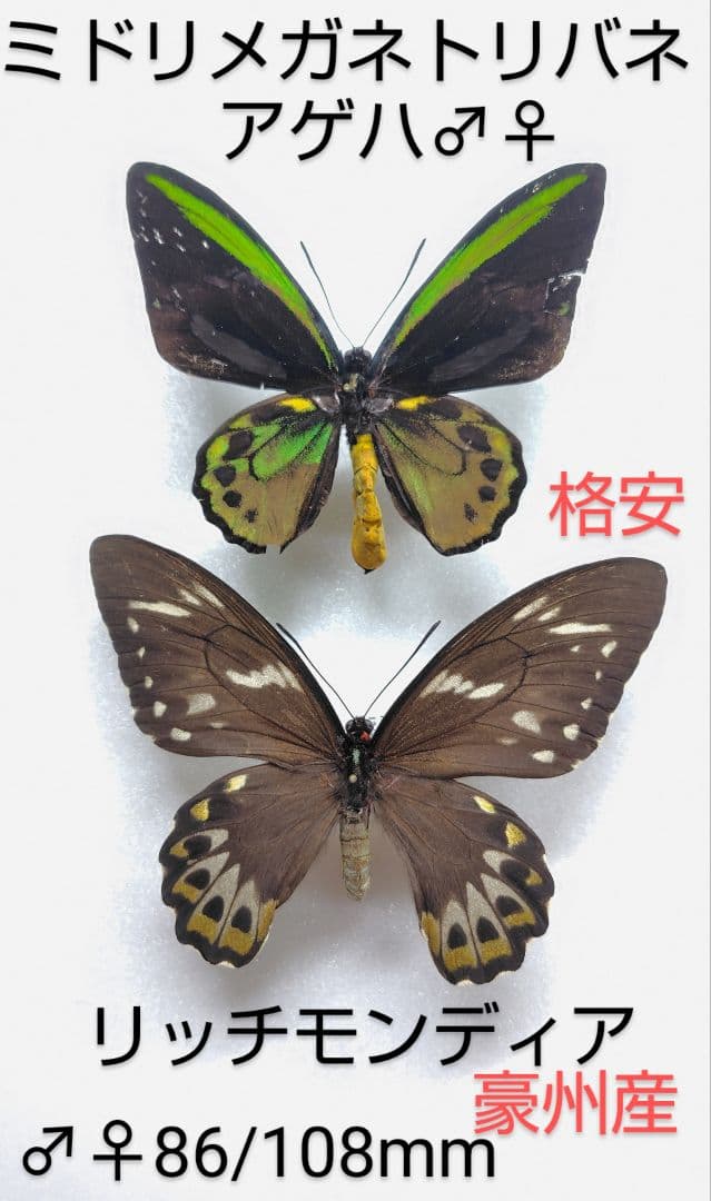 ミドリメガネトリバネアゲハ♂♀標本☆オーストラリア産入手困難絶対格安