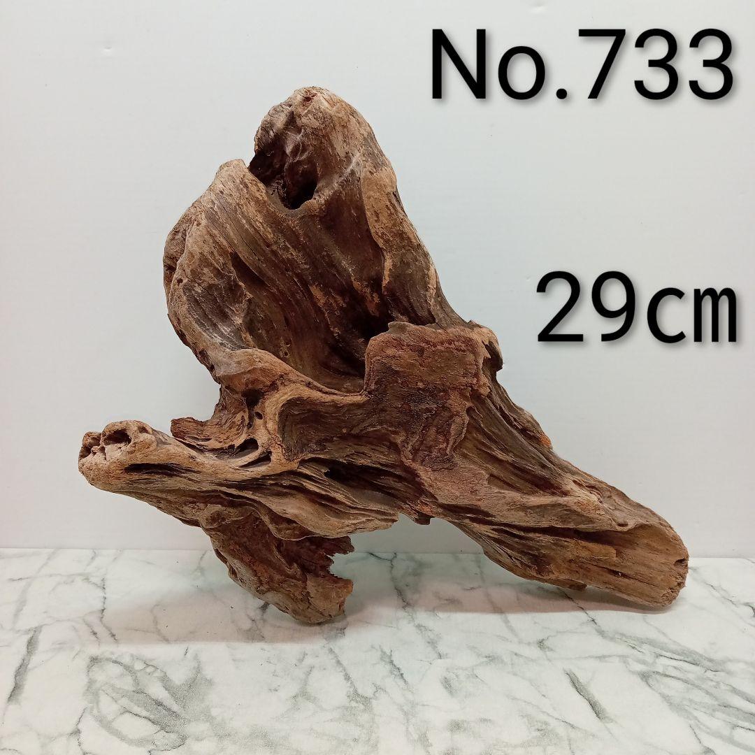 アク抜き済み流木【733】