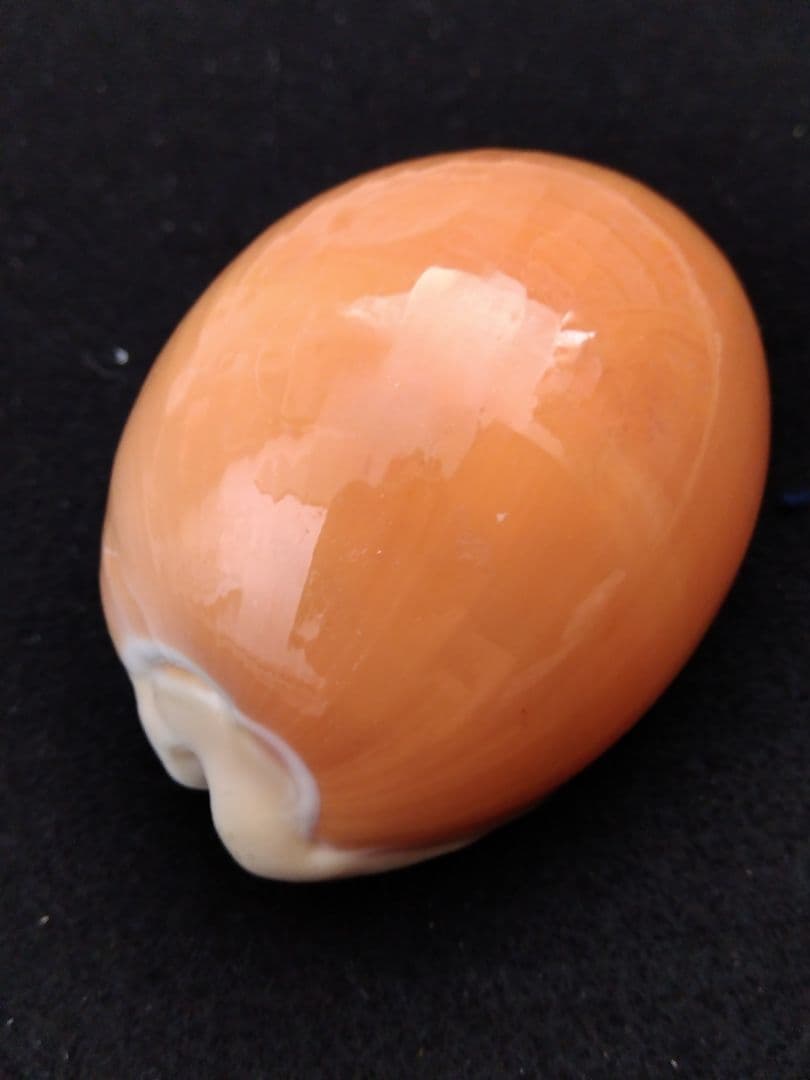 貝殻の標本 ナンヨウダカラ（タカラガイ科）