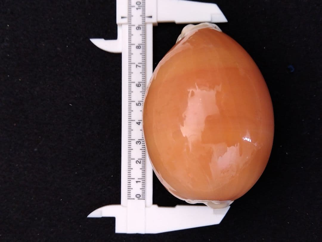 貝殻の標本 ナンヨウダカラ（タカラガイ科）