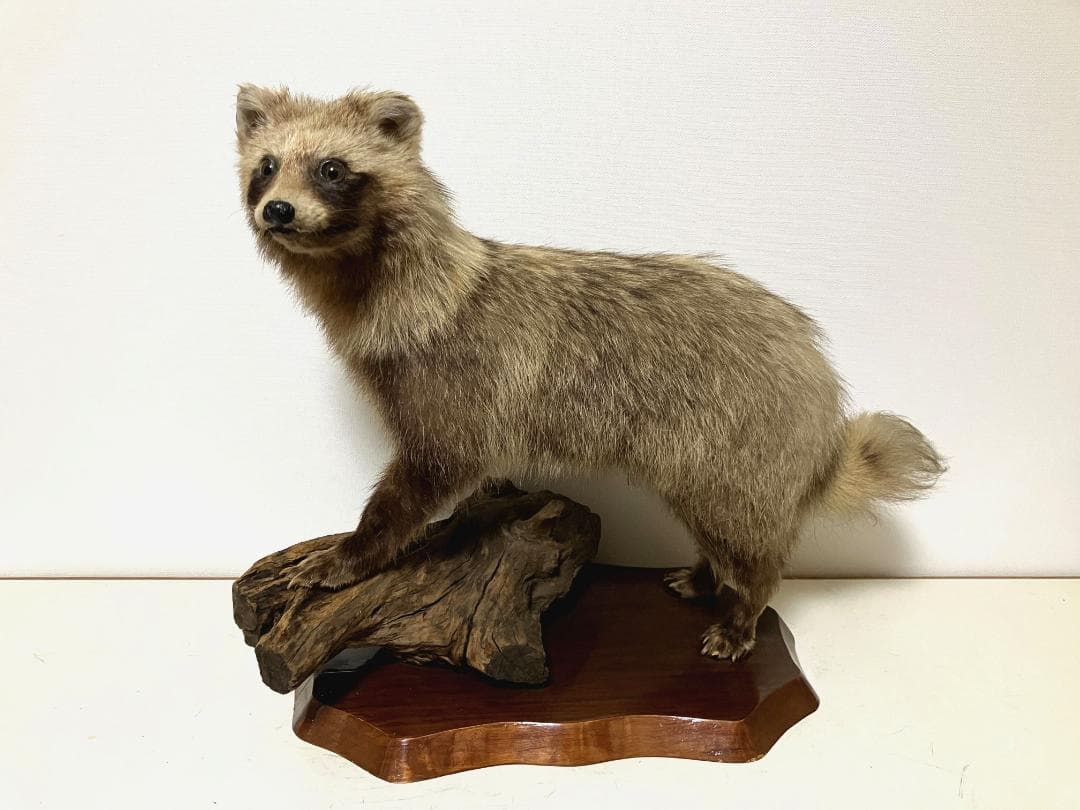 狸の剥製：種の保存法に該当しない動物 - メルカリ