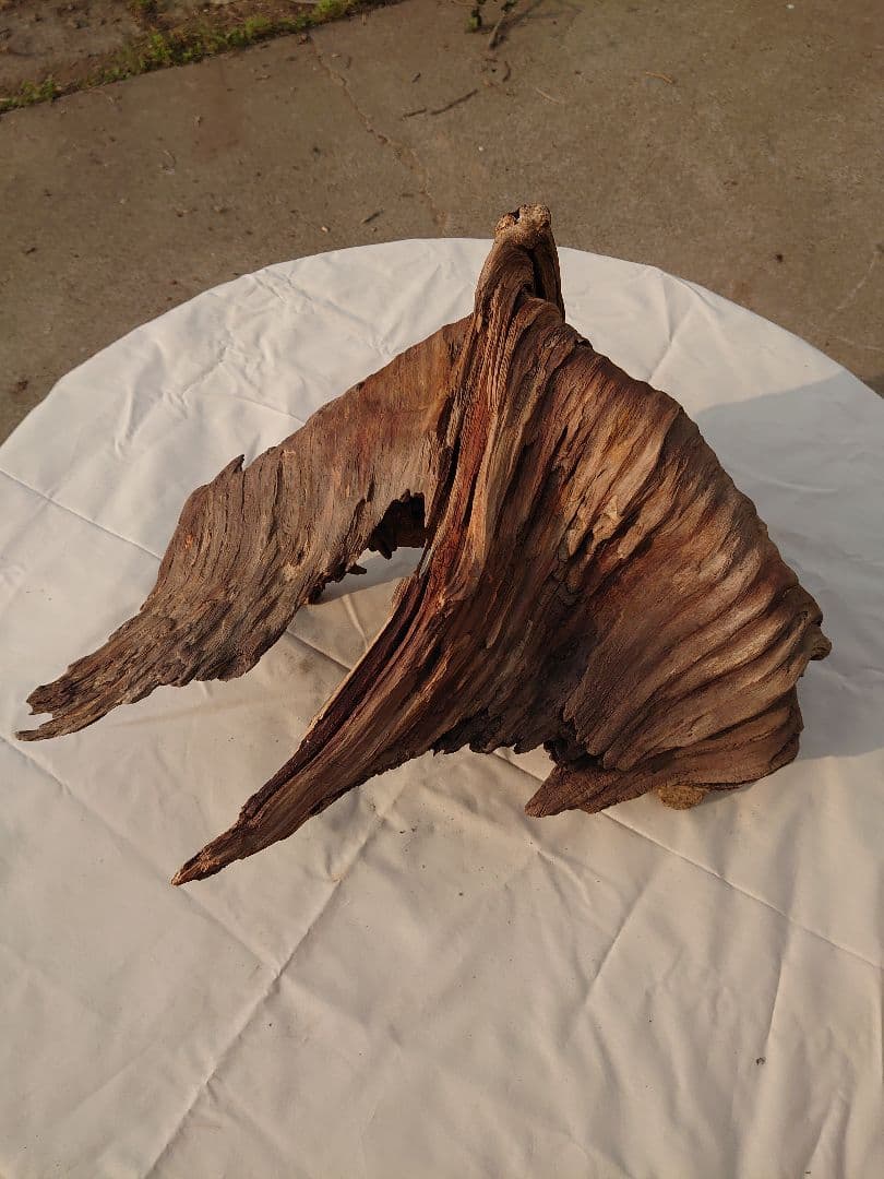 アクアリウム・テラリウム向き流木枯木 木の根っこを流木にしてみた