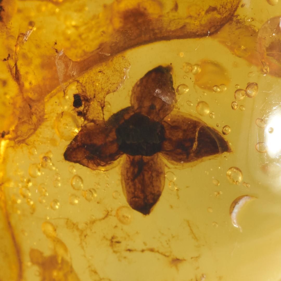 レア極上品 PA0096虫入り琥珀化石 ミャンマーカムティかタナイ9900万年