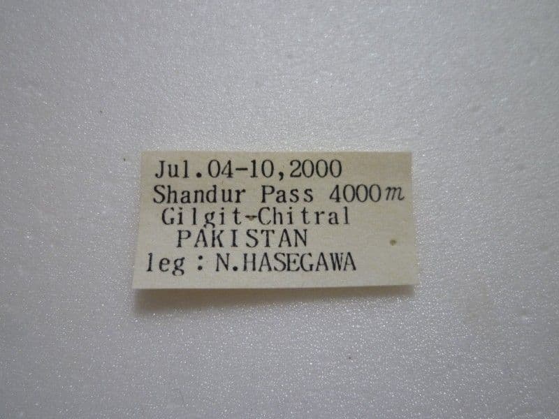 外国産蝶標本】チャールトンウスバ♂/パキスタン.シャンドール峠産/71mm