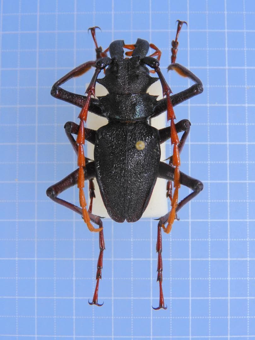 コロンビア産 Prionocalus demelti 42mm